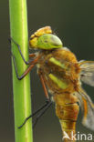 Northern Hawker (Aeshna isosceles)