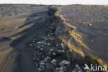 Waddensea