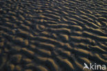 Waddensea