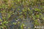 common buckbean (Menyanthes trifoliata)