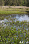 common buckbean (Menyanthes trifoliata)