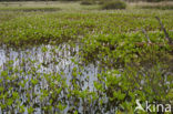 common buckbean (Menyanthes trifoliata)