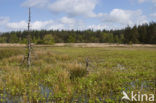 common buckbean (Menyanthes trifoliata)