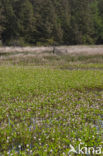 common buckbean (Menyanthes trifoliata)