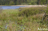 common buckbean (Menyanthes trifoliata)