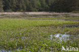 common buckbean (Menyanthes trifoliata)