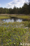 common buckbean (Menyanthes trifoliata)