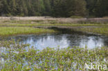 common buckbean (Menyanthes trifoliata)