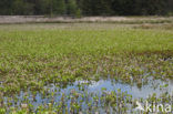 common buckbean (Menyanthes trifoliata)