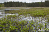 common buckbean (Menyanthes trifoliata)