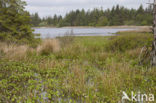 common buckbean (Menyanthes trifoliata)