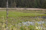 common buckbean (Menyanthes trifoliata)