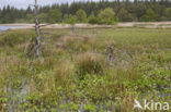 common buckbean (Menyanthes trifoliata)