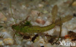 Waterjuffer (Coenagrion sp.)