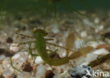 Waterjuffer (Coenagrion sp.)