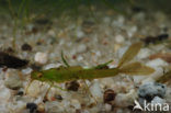 Waterjuffer (Coenagrion sp.)