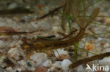 Waterjuffer (Coenagrion sp.)