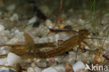 Waterjuffer (Coenagrion sp.)