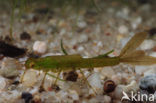 Waterjuffer (Coenagrion sp.)