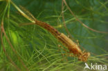 Waterjuffer (Coenagrion sp.)