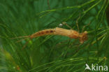 Waterjuffer (Coenagrion sp.)