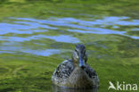 Wilde Eend (Anas platyrhynchos)