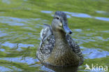 Wilde Eend (Anas platyrhynchos)