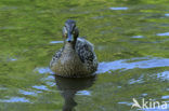 Wilde Eend (Anas platyrhynchos)