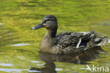 Wilde Eend (Anas platyrhynchos)