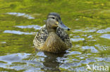 Wilde Eend (Anas platyrhynchos)