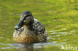 Wilde Eend (Anas platyrhynchos)