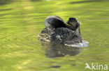 Wilde Eend (Anas platyrhynchos)