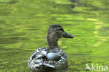 Wilde Eend (Anas platyrhynchos)