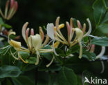 Honeysuckle (Lonicera periclymenum)