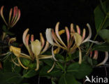 Wilde kamperfoelie (Lonicera periclymenum)