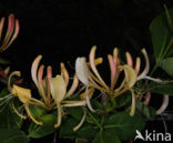 Honeysuckle (Lonicera periclymenum)