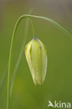 Wilde kievitsbloem (Fritillaria meleagris) 