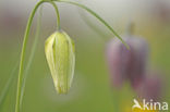 Wilde kievitsbloem (Fritillaria meleagris) 