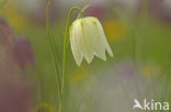 Wilde kievitsbloem (Fritillaria meleagris) 