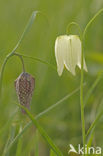 Wilde kievitsbloem (Fritillaria meleagris) 