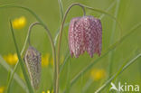 Wilde kievitsbloem (Fritillaria meleagris) 