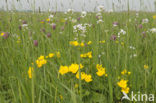 Wilde kievitsbloem (Fritillaria meleagris) 