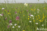 Wilde kievitsbloem (Fritillaria meleagris) 