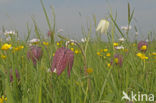 Wilde kievitsbloem (Fritillaria meleagris) 