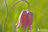 Wilde kievitsbloem (Fritillaria meleagris) 