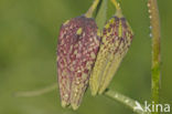 Wilde kievitsbloem (Fritillaria meleagris) 