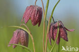 Wilde kievitsbloem (Fritillaria meleagris) 