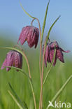 Wilde kievitsbloem (Fritillaria meleagris) 