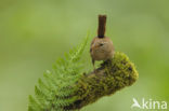 Winterkoning (Troglodytes troglodytes)