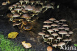 Witsteelfranjehoed (Psathyrella piluliformis)